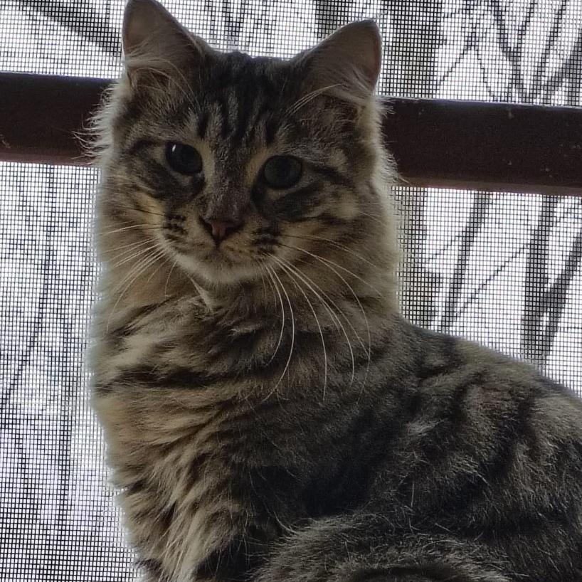 Gracie, an adopted mixed breed in Morganton, NC image 2/2