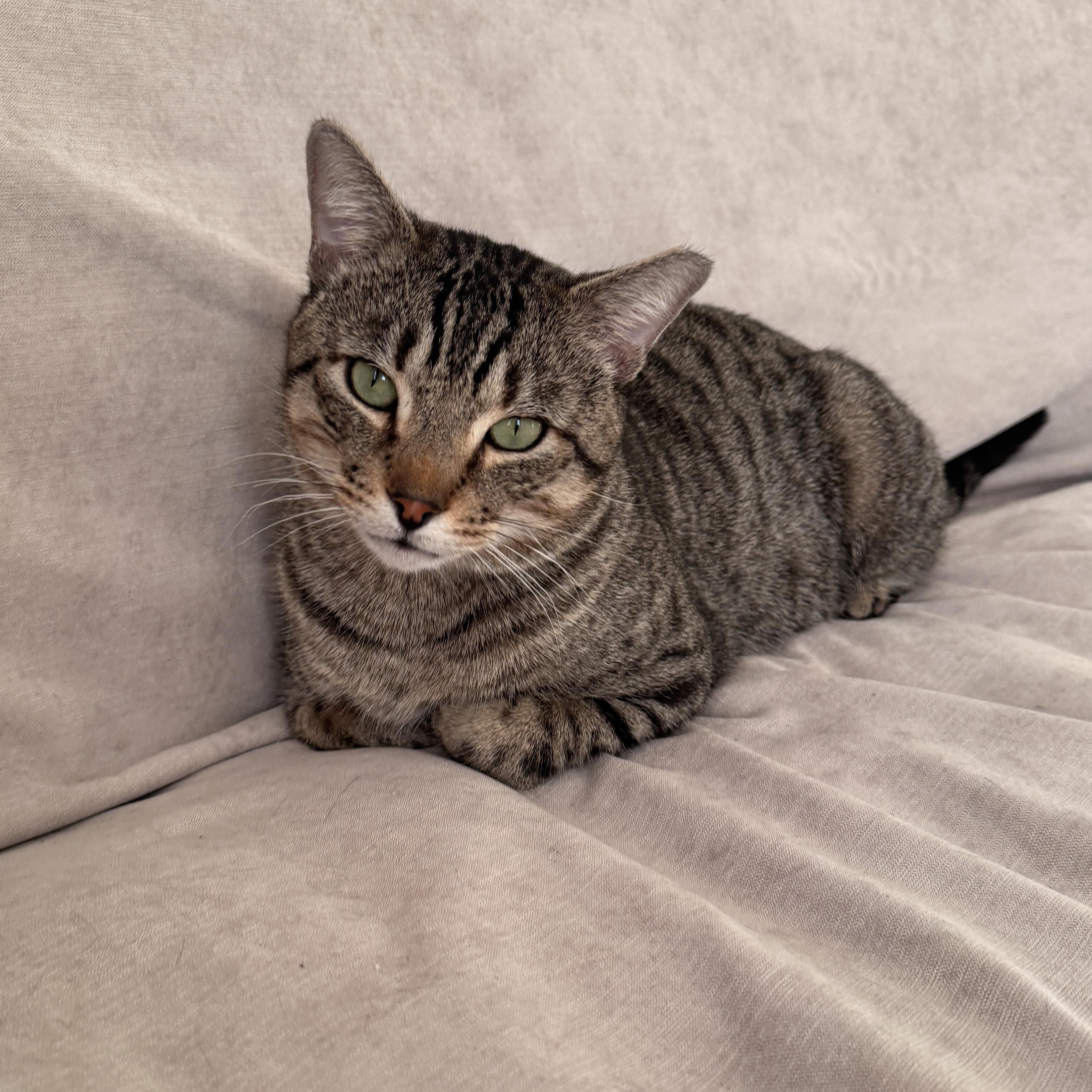 Enlarge Toby, a Adoptable Domestic Short Hair in Brooklyn, NY image 1/6