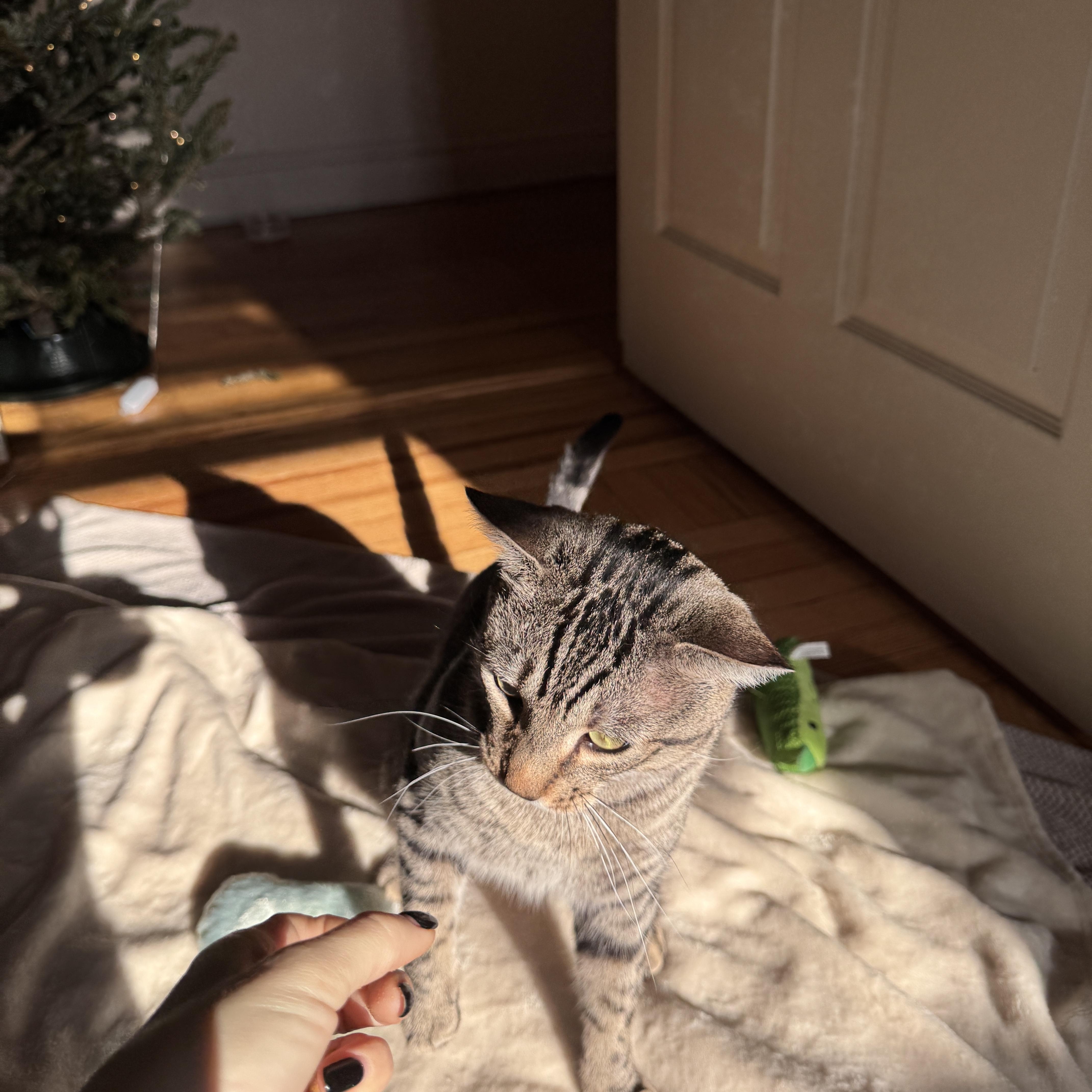 Enlarge Toby, a Adoptable Domestic Short Hair in Brooklyn, NY image 5/6