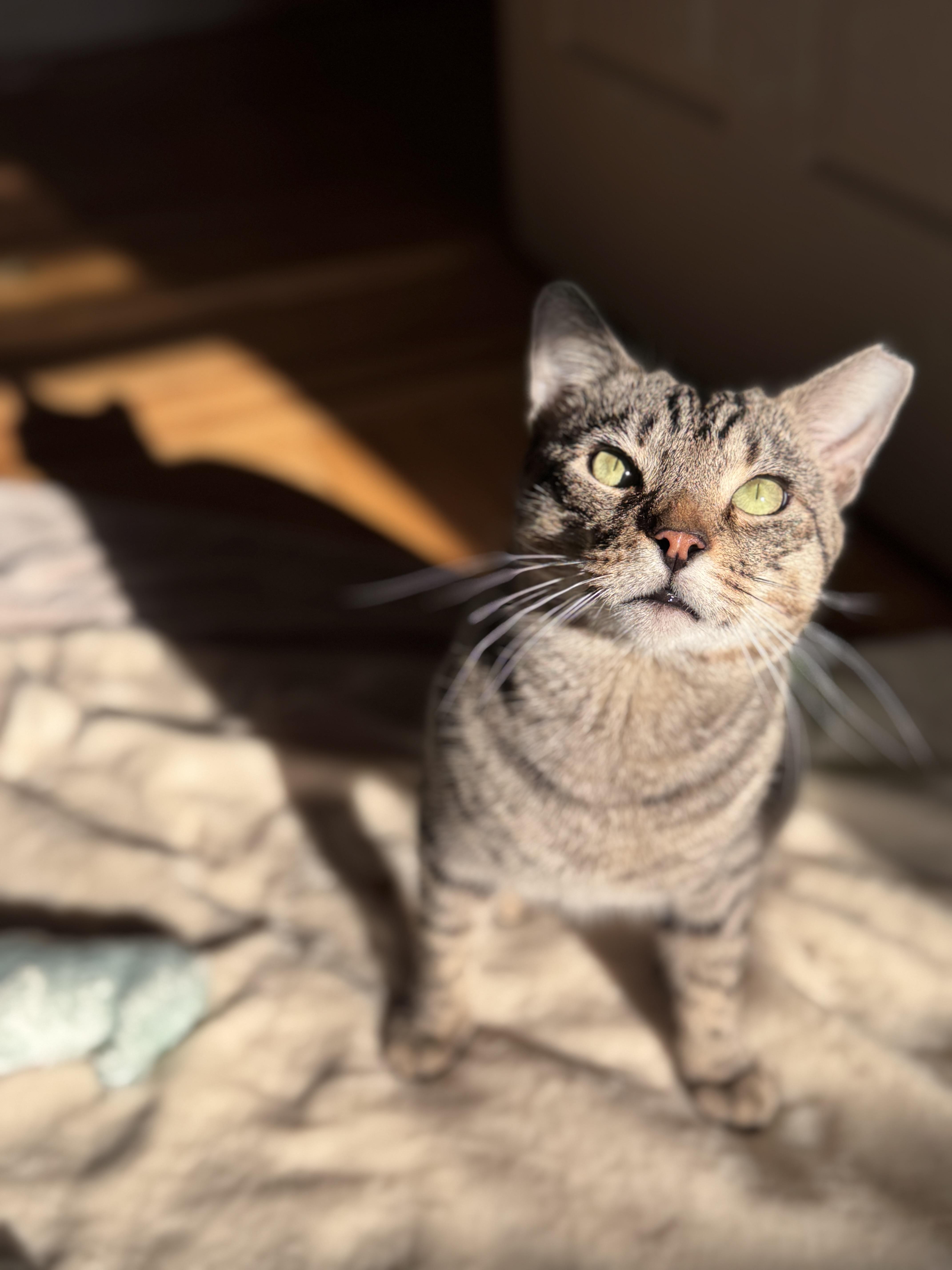 Enlarge Toby, a Adoptable Domestic Short Hair in Brooklyn, NY image 4/6