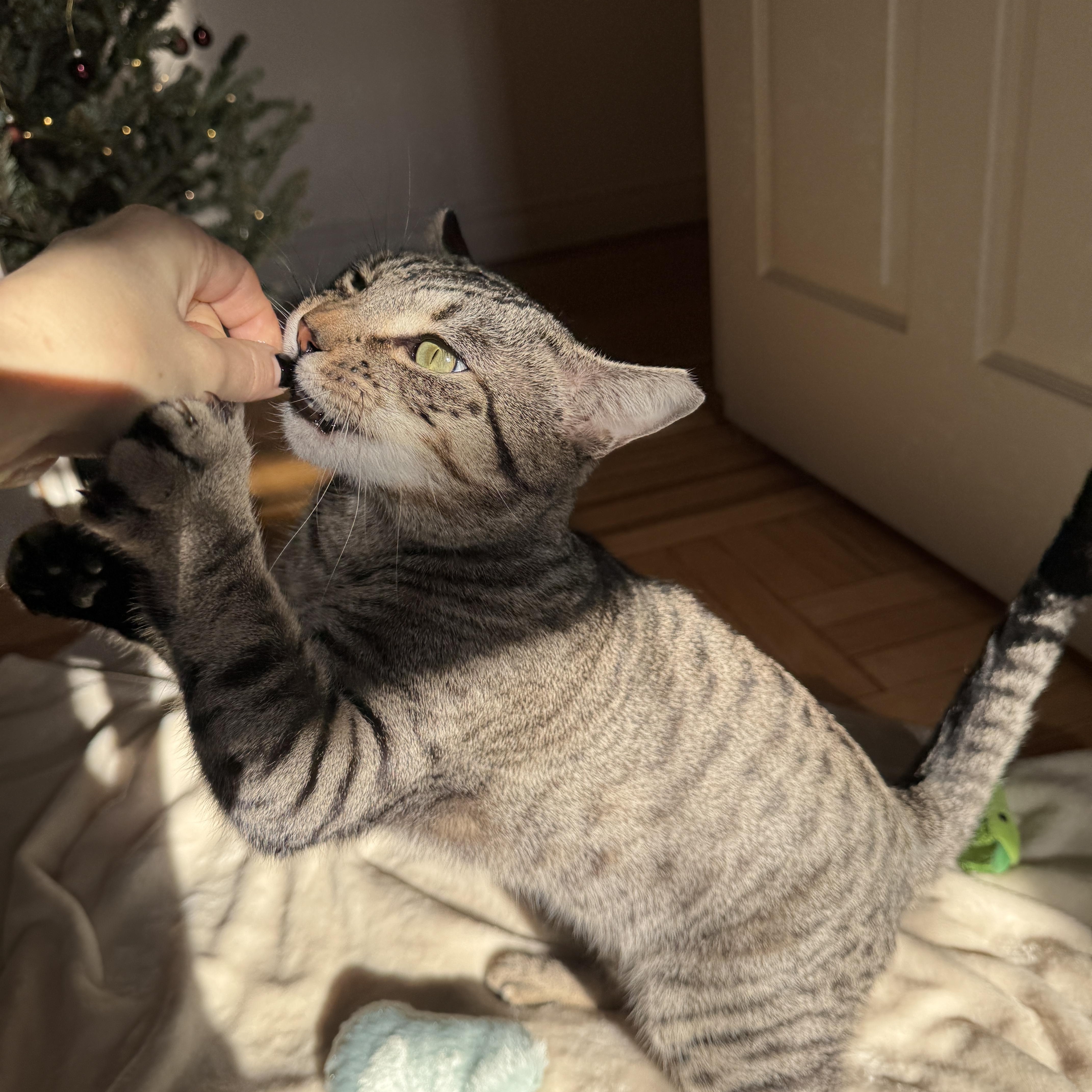 Enlarge Toby, a Adoptable Domestic Short Hair in Brooklyn, NY image 3/6