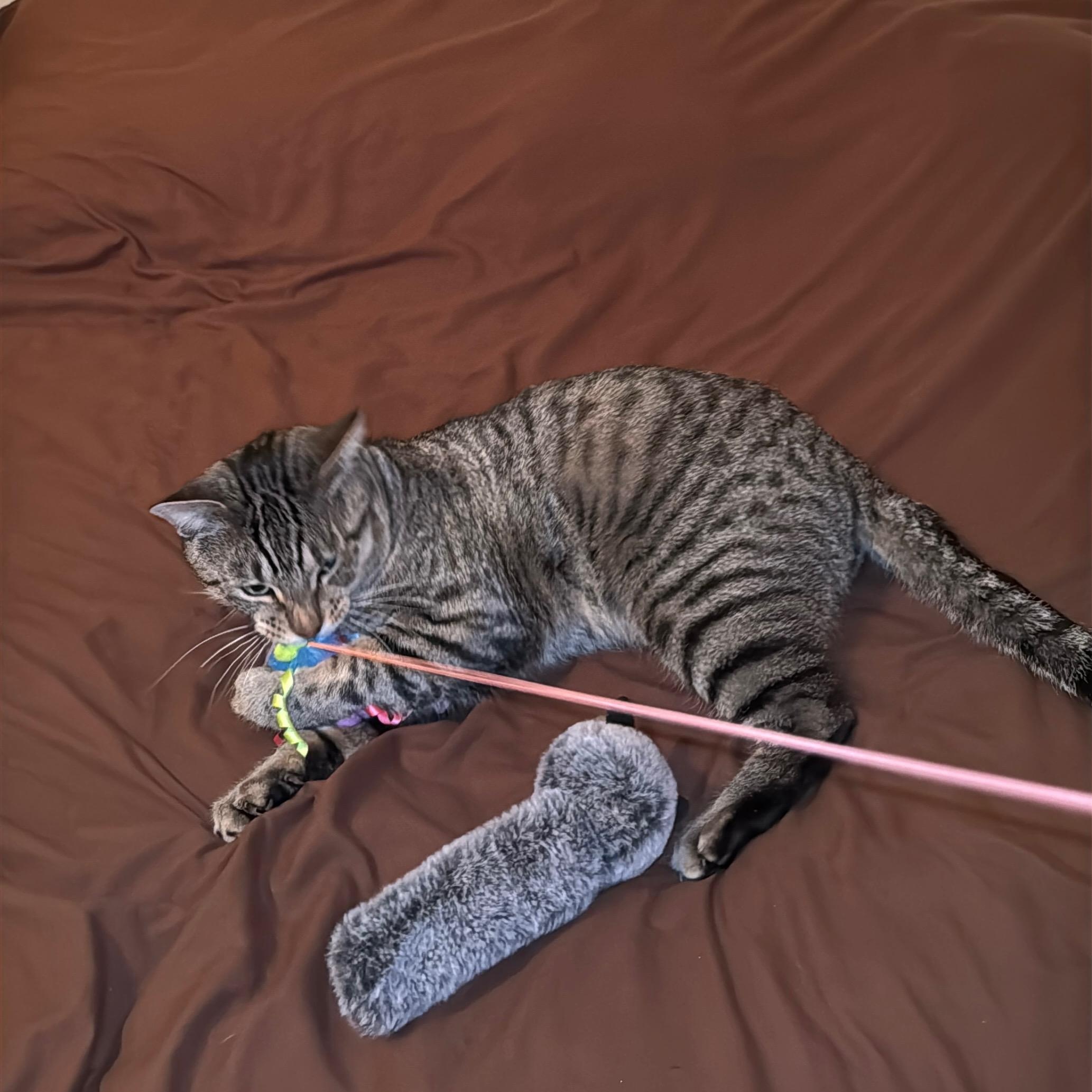 Enlarge Toby, a Adoptable Domestic Short Hair in Brooklyn, NY image 6/6