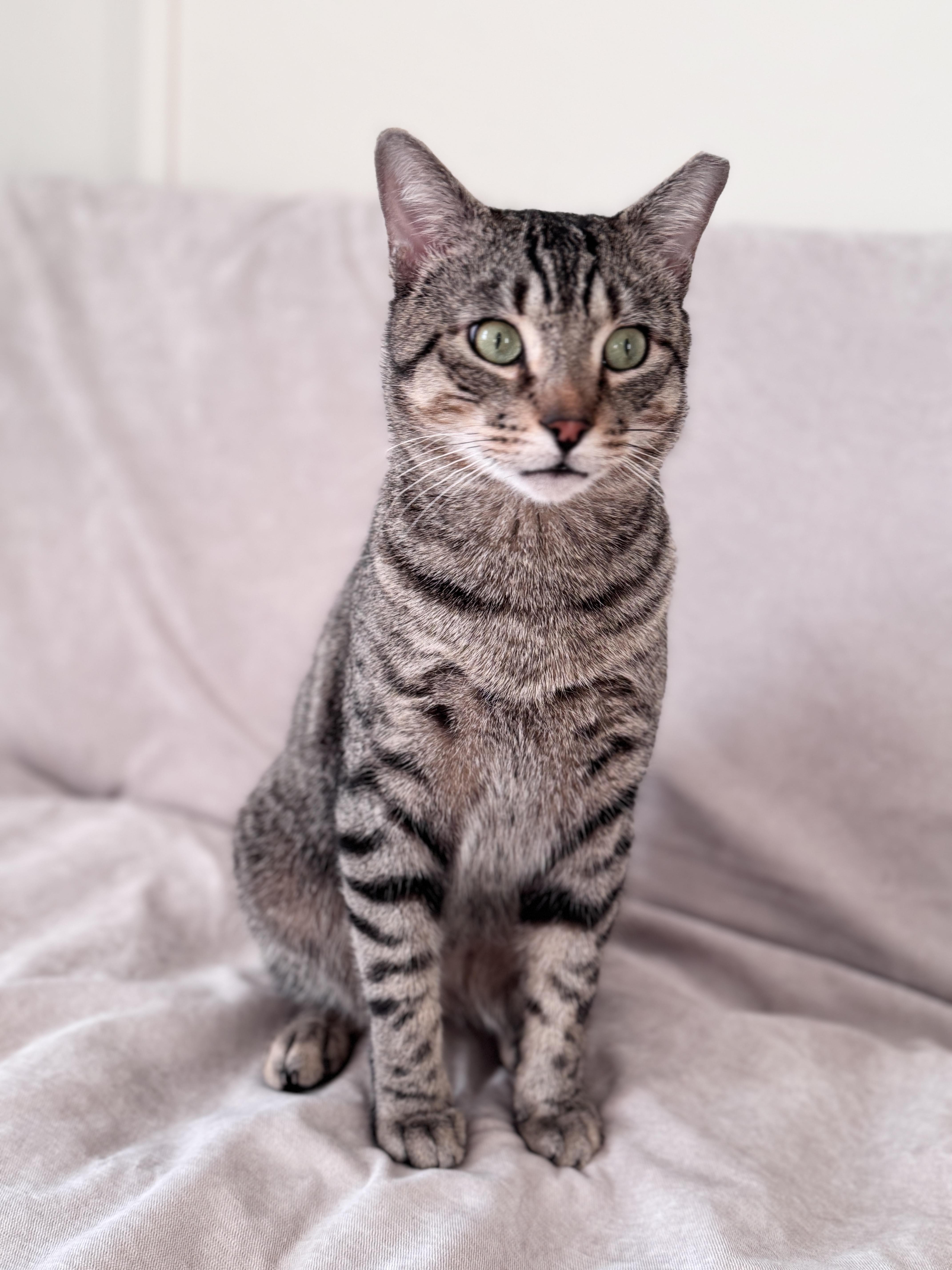 Enlarge Toby, a Adoptable Domestic Short Hair in Brooklyn, NY image 2/6