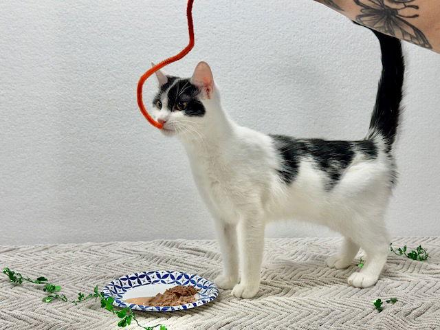 Enlarge Lydia, a Adoptable Domestic Short Hair in Winton, NC image 1/3