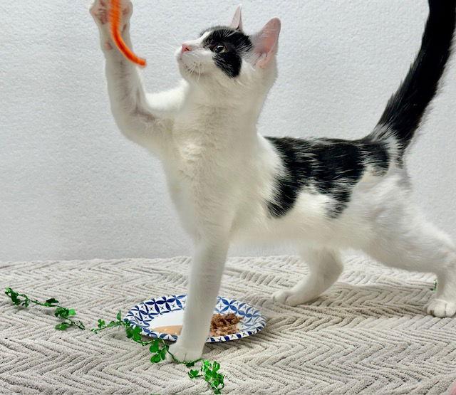 Enlarge Lydia, a Adoptable Domestic Short Hair in Winton, NC image 2/3