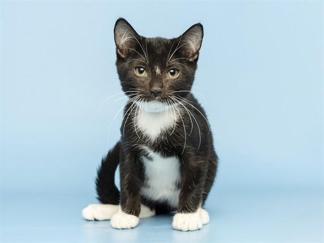 Enlarge ERIC, a Adoptable Domestic Short Hair in Phoenix, AZ image 1/1