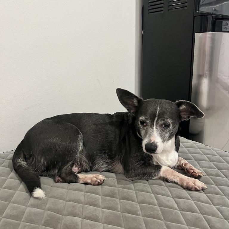 Betty, Adoptable, Senior Female Mixed Breed.