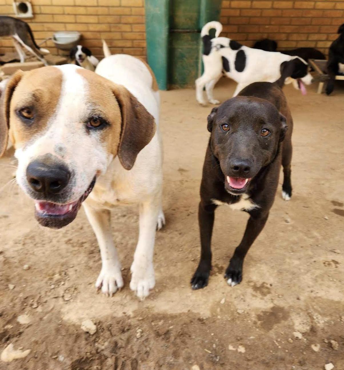Glinda, a Adoptable Labrador Retriever in Woburn, MA image 5/6