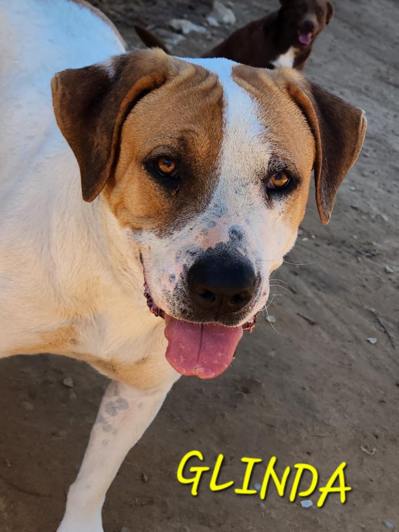 Glinda, a Adoptable Labrador Retriever in Woburn, MA image 3/6