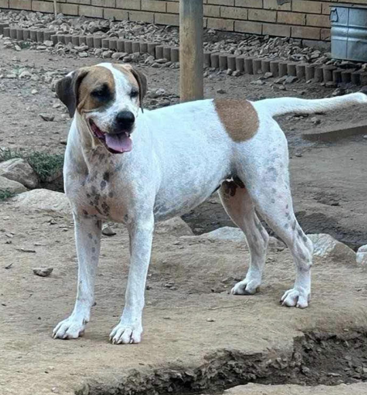 Glinda, a Adoptable Labrador Retriever in Woburn, MA image 4/6