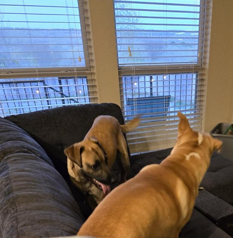 Enlarge Kobe, a Adoptable mixed breed in Aberdeen, SD image 3/6