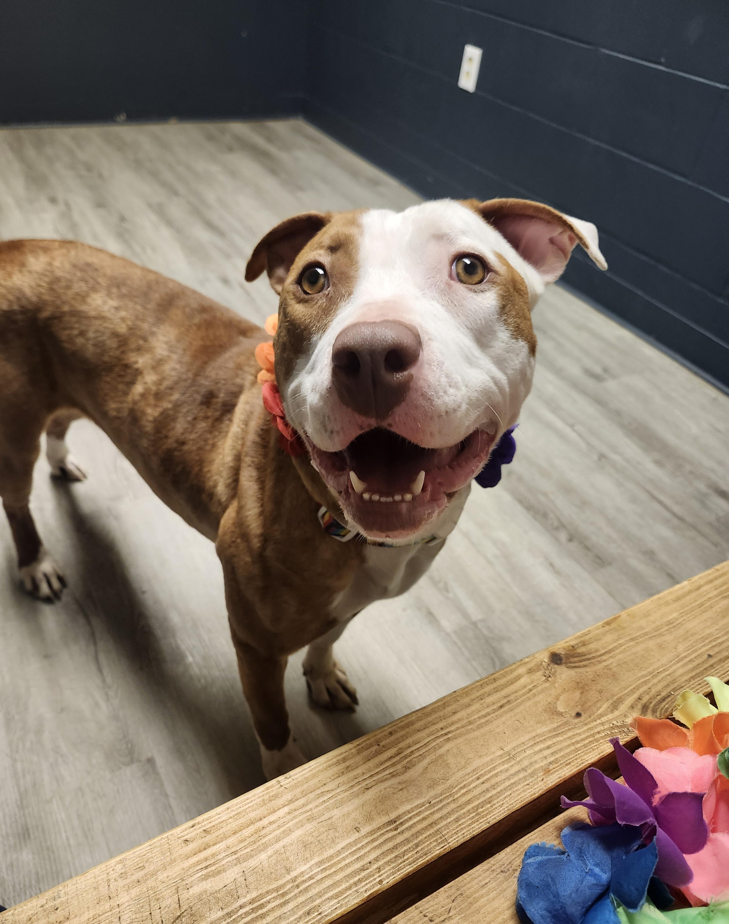 Moon, Adoptable, Young Female American Bulldog.