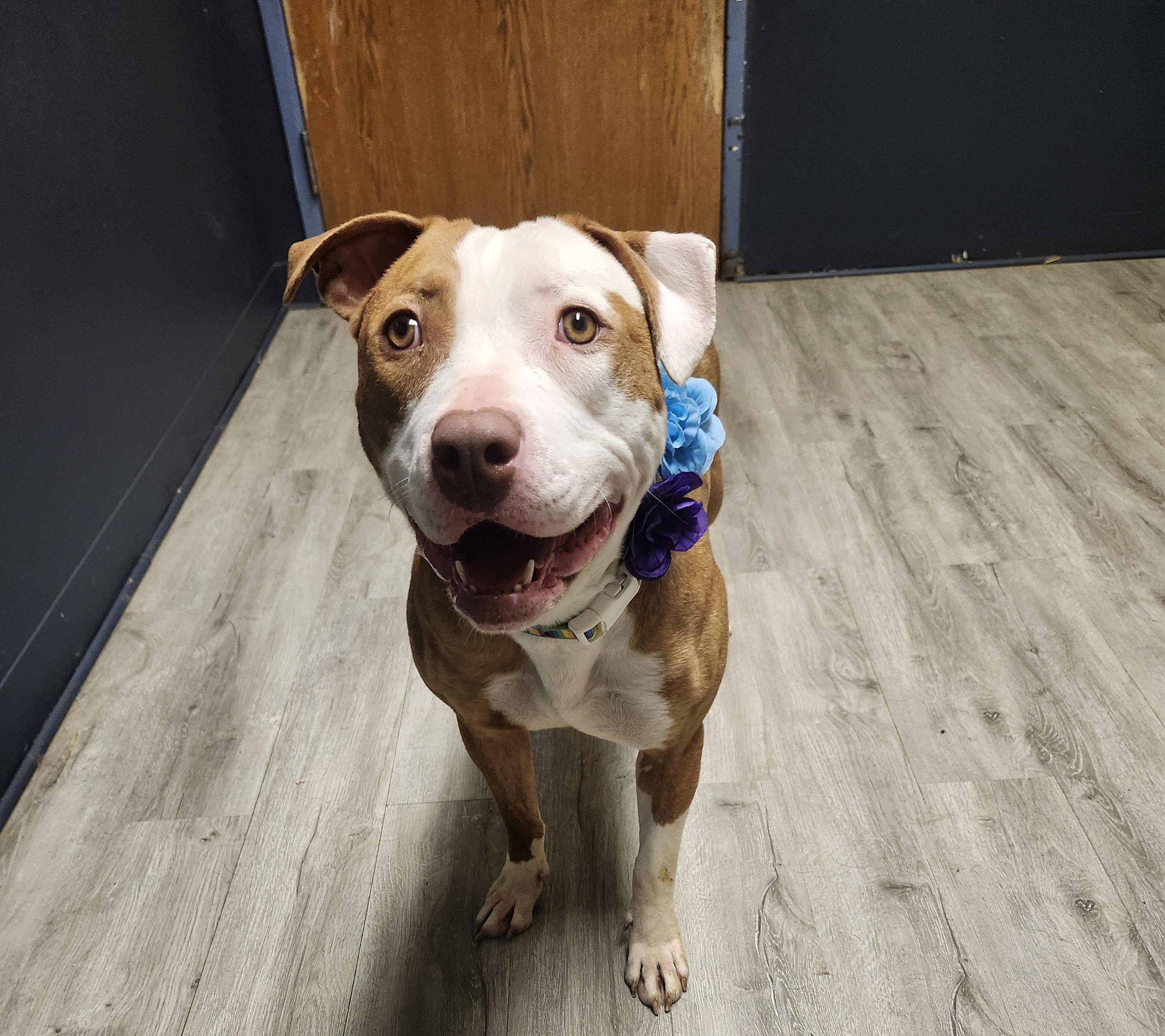 Moon, a Adoptable mixed breed in Mansfield, OH image 3/4