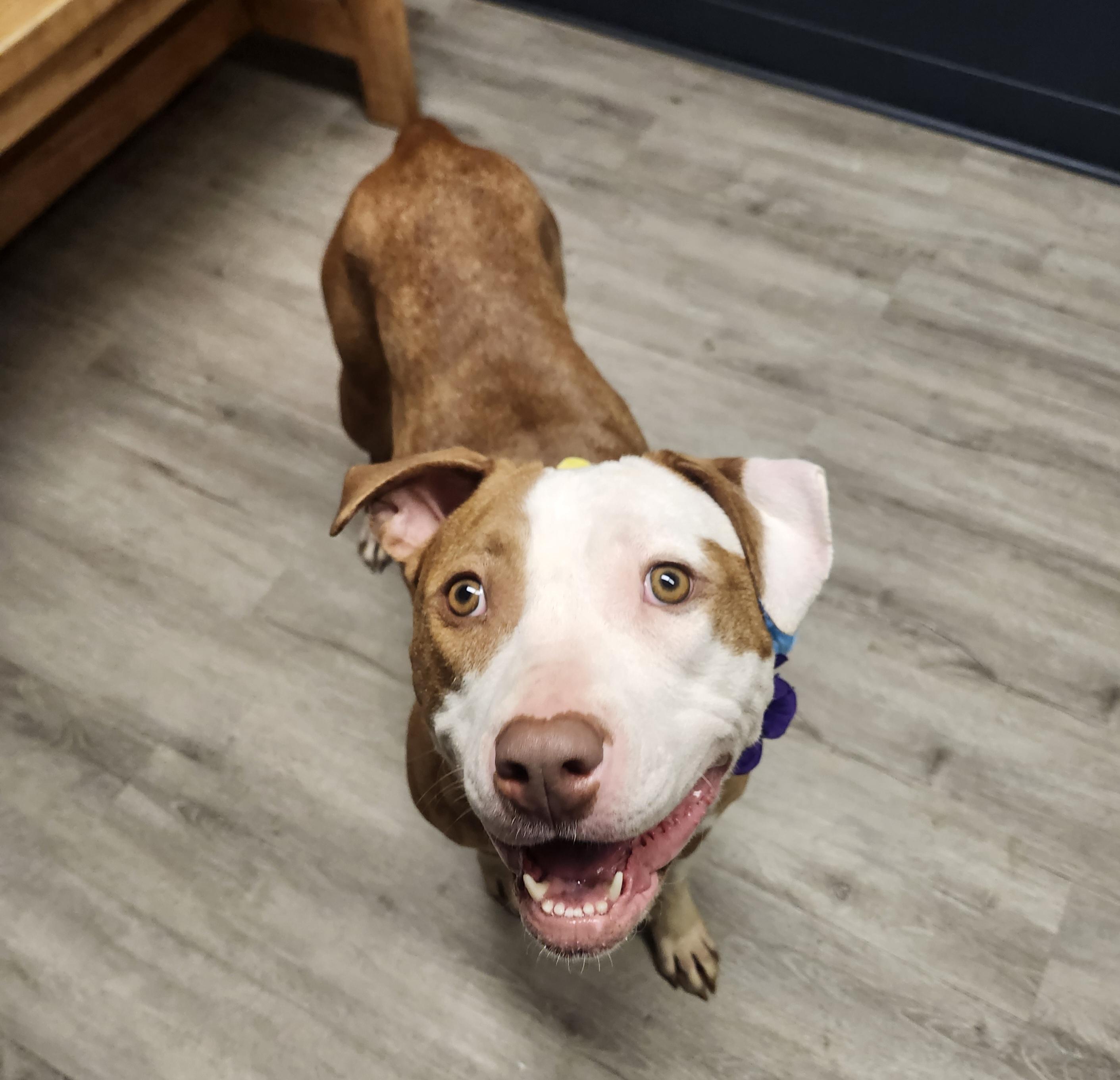 Moon, a Adoptable mixed breed in Mansfield, OH image 4/4