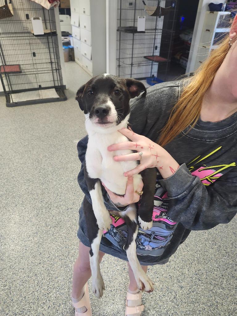 KOURTNEY - PUPPY 3, a Adoptable Pit Bull Terrier in Athens, AL image 1/4