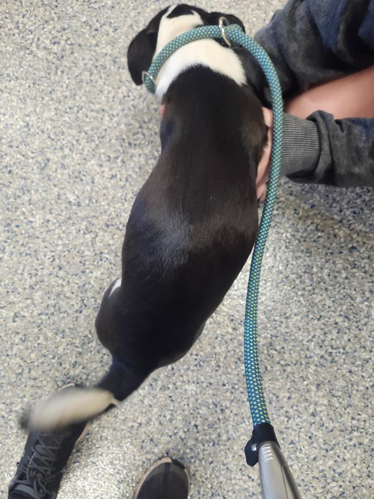 KOURTNEY - PUPPY 3, a Adoptable Pit Bull Terrier in Athens, AL image 2/4