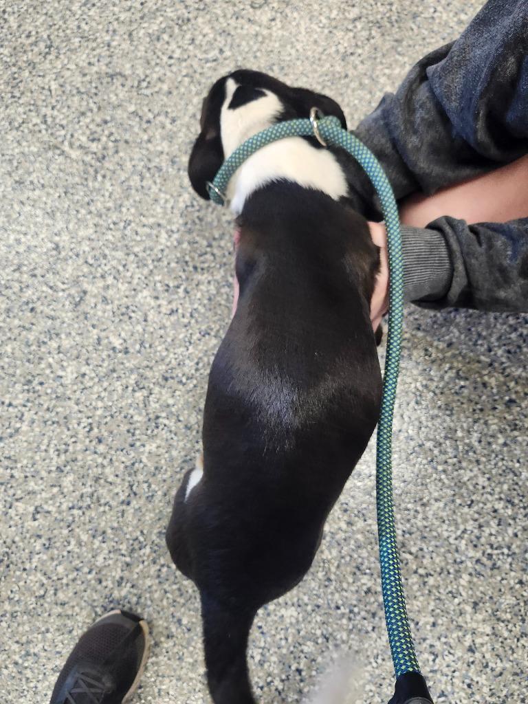 KOURTNEY - PUPPY 3, a Adoptable Pit Bull Terrier in Athens, AL image 3/4