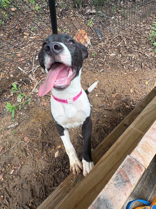 Enlarge KOURTNEY, a Adoptable Pit Bull Terrier in Athens, AL image 5/6