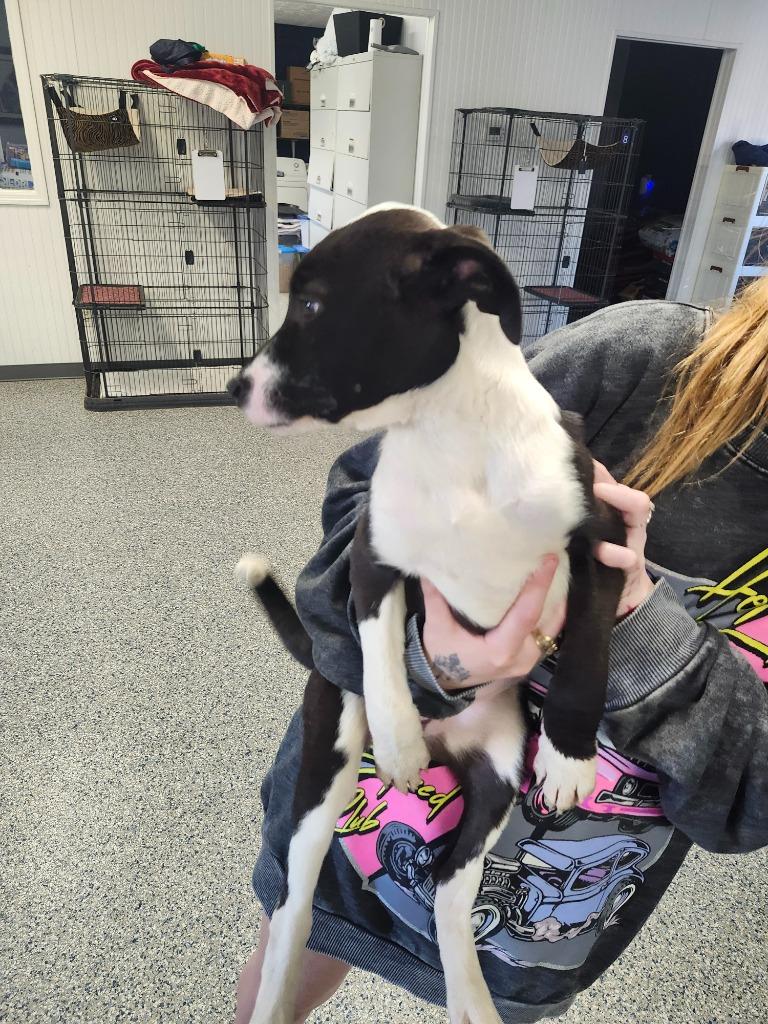 KOURTNEY - PUPPY 3, a Adoptable Pit Bull Terrier in Athens, AL image 4/4