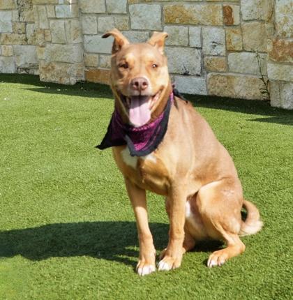 Enlarge Monte, a Adoptable mixed breed in North Richland Hills, TX image 1/3