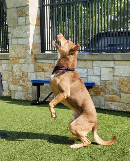 Monte, Adoptable, Adult Male Pit Bull Terrier & Mixed Breed.