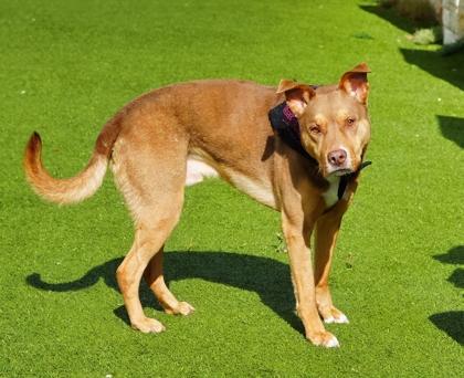 Monte, a Adoptable mixed breed in North Richland Hills, TX image 2/3
