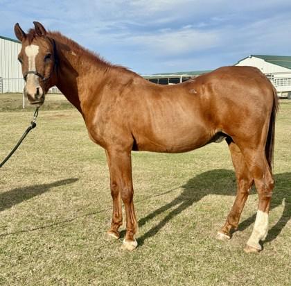 Shiraz, a Adoptable mixed breed in Fort Worth, TX image 2/2
