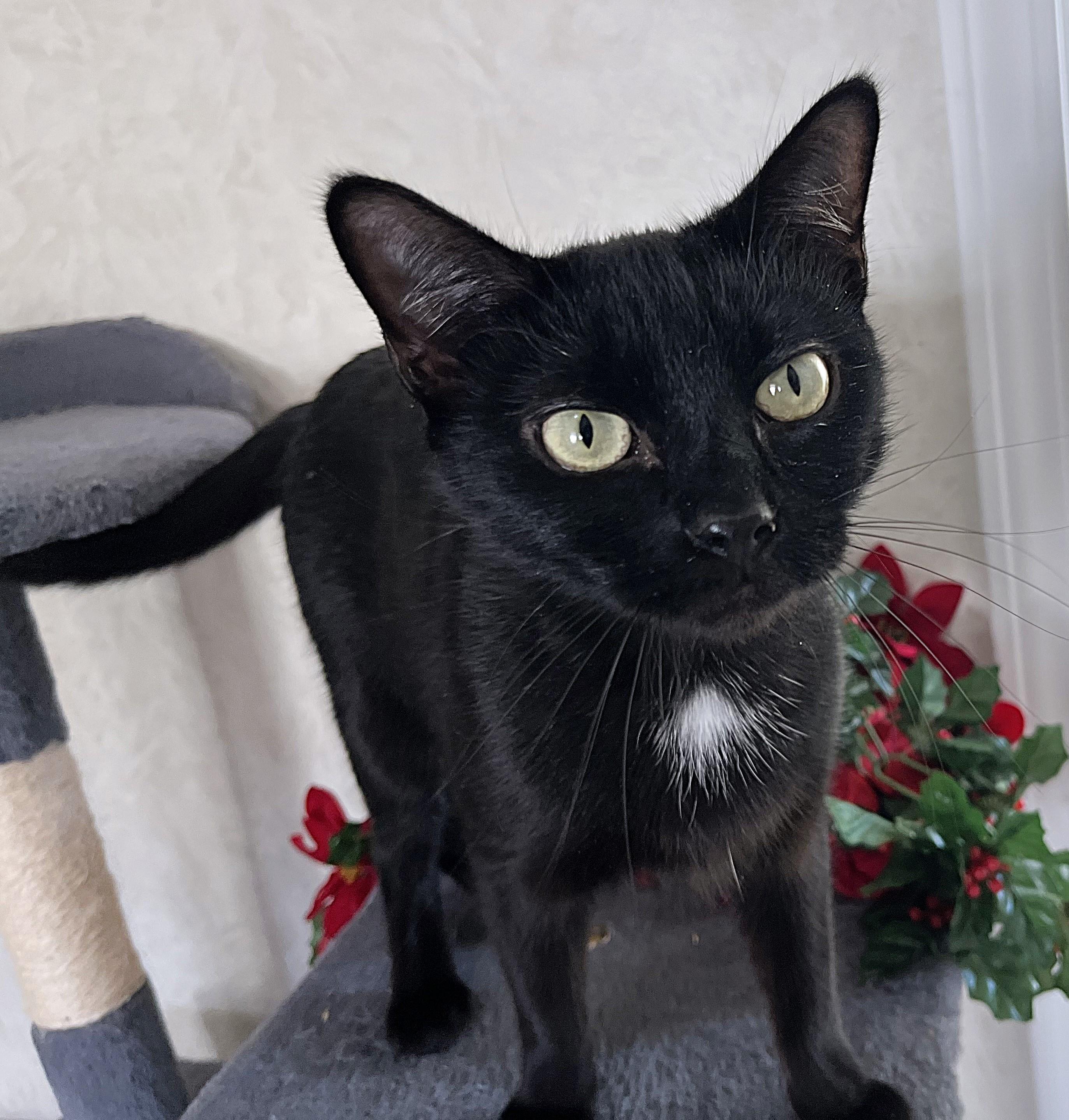 Olive, a ADOPTABLE mixed breed in Rocky Hill, CT image 1/5