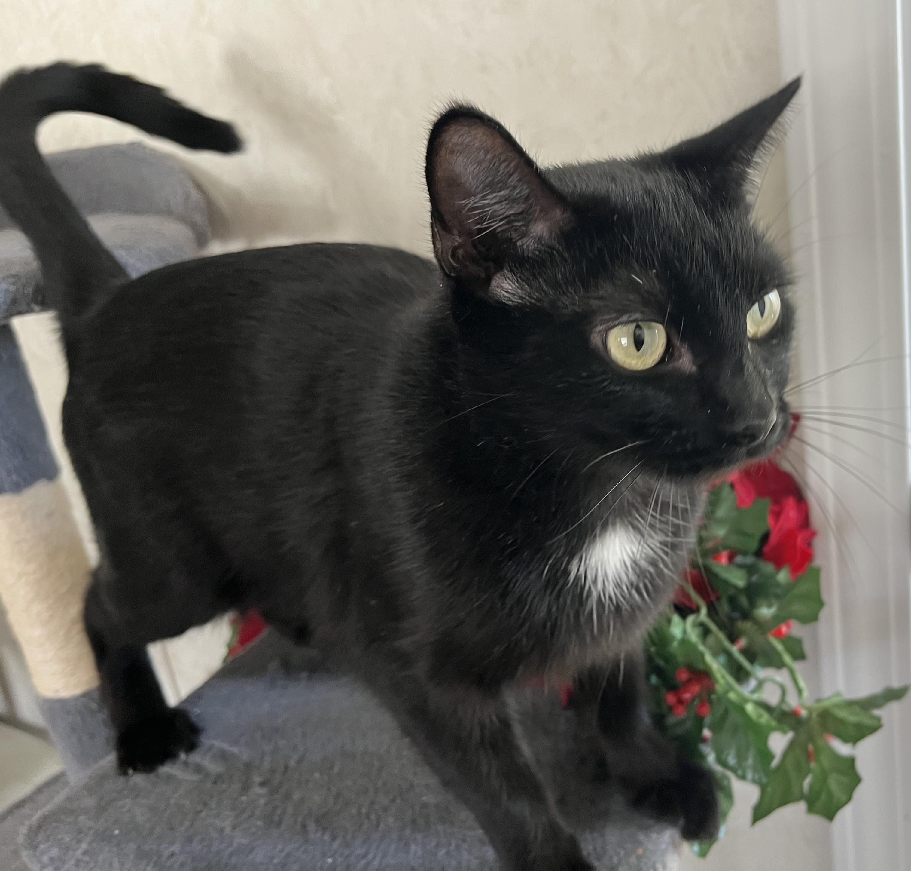 Olive, a ADOPTABLE mixed breed in Rocky Hill, CT image 3/5