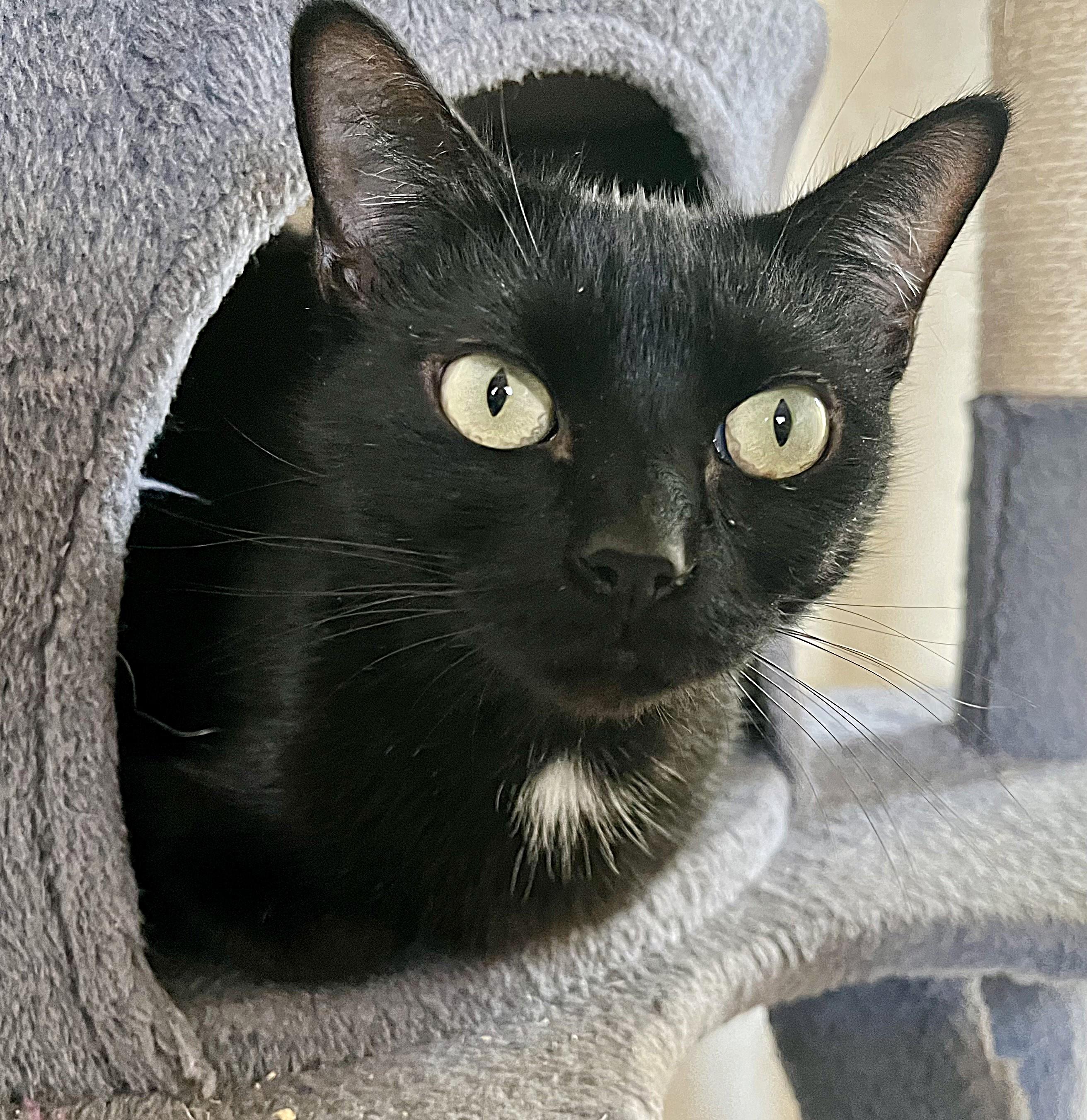 Olive, a ADOPTABLE mixed breed in Rocky Hill, CT image 4/5