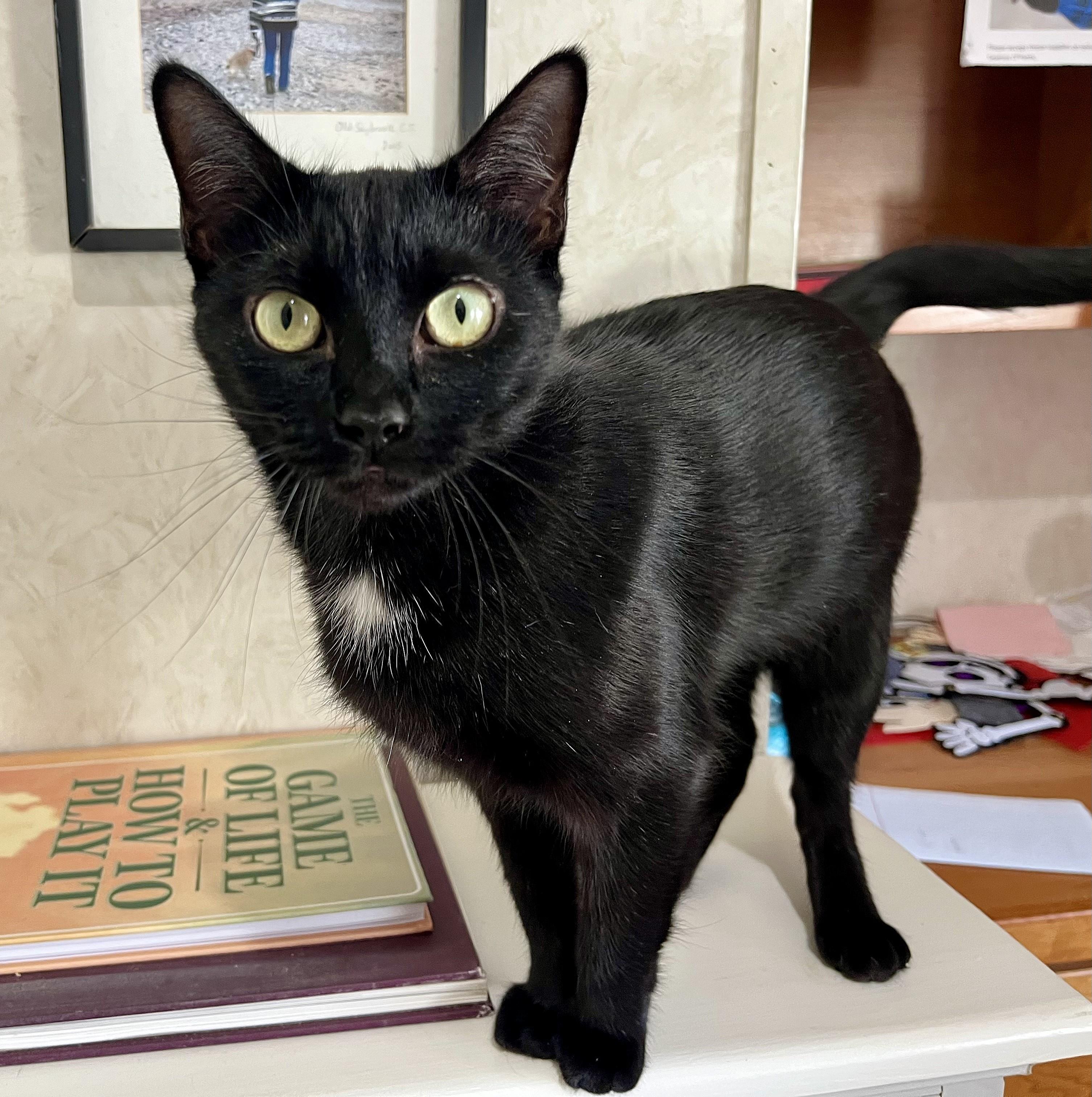 Olive, a ADOPTABLE mixed breed in Rocky Hill, CT image 5/5