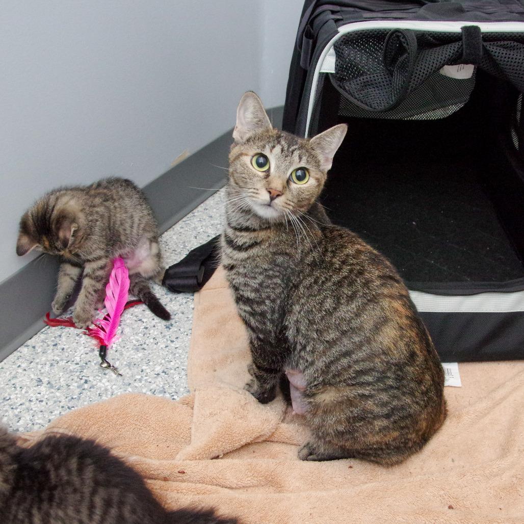 Enlarge Calliope, a Adoptable Domestic Short Hair in Scituate, MA image 1/5