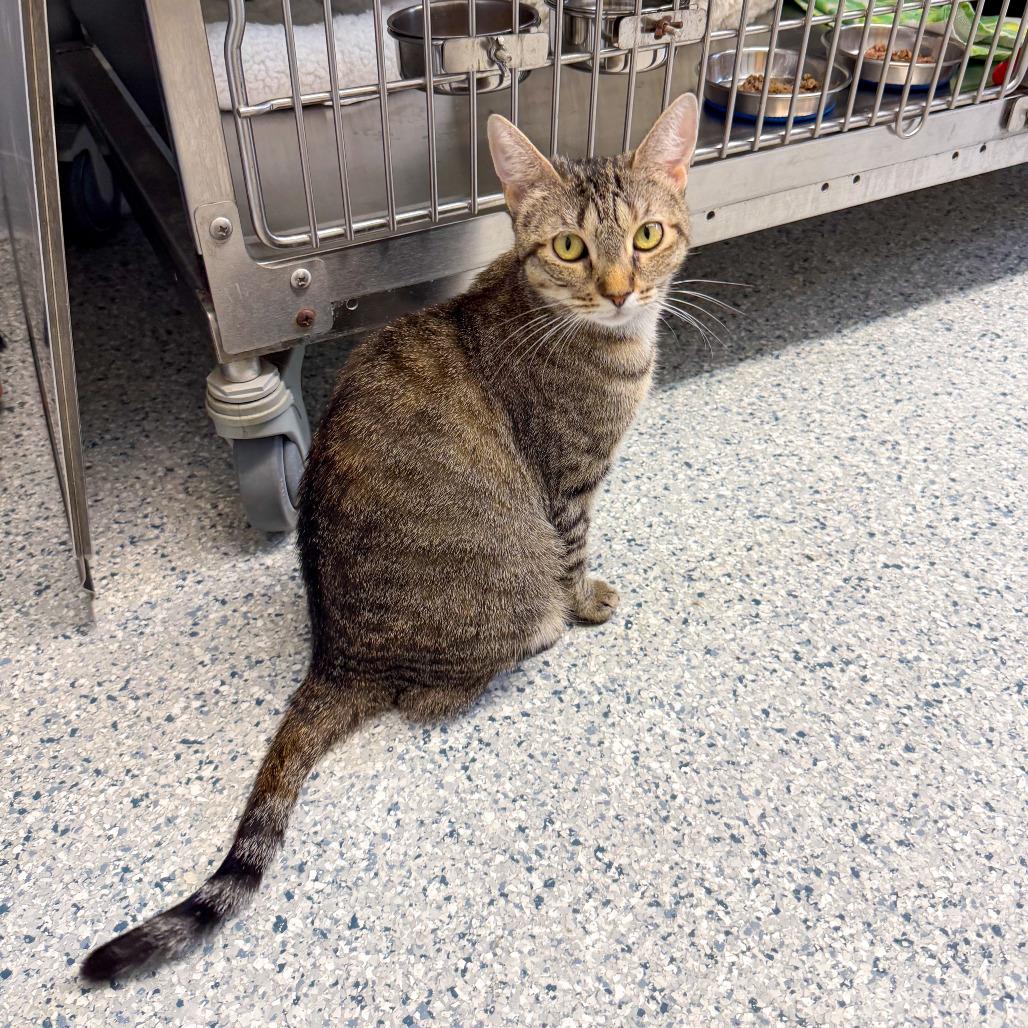 Enlarge Calliope, a Adoptable Domestic Short Hair in Scituate, MA image 2/5