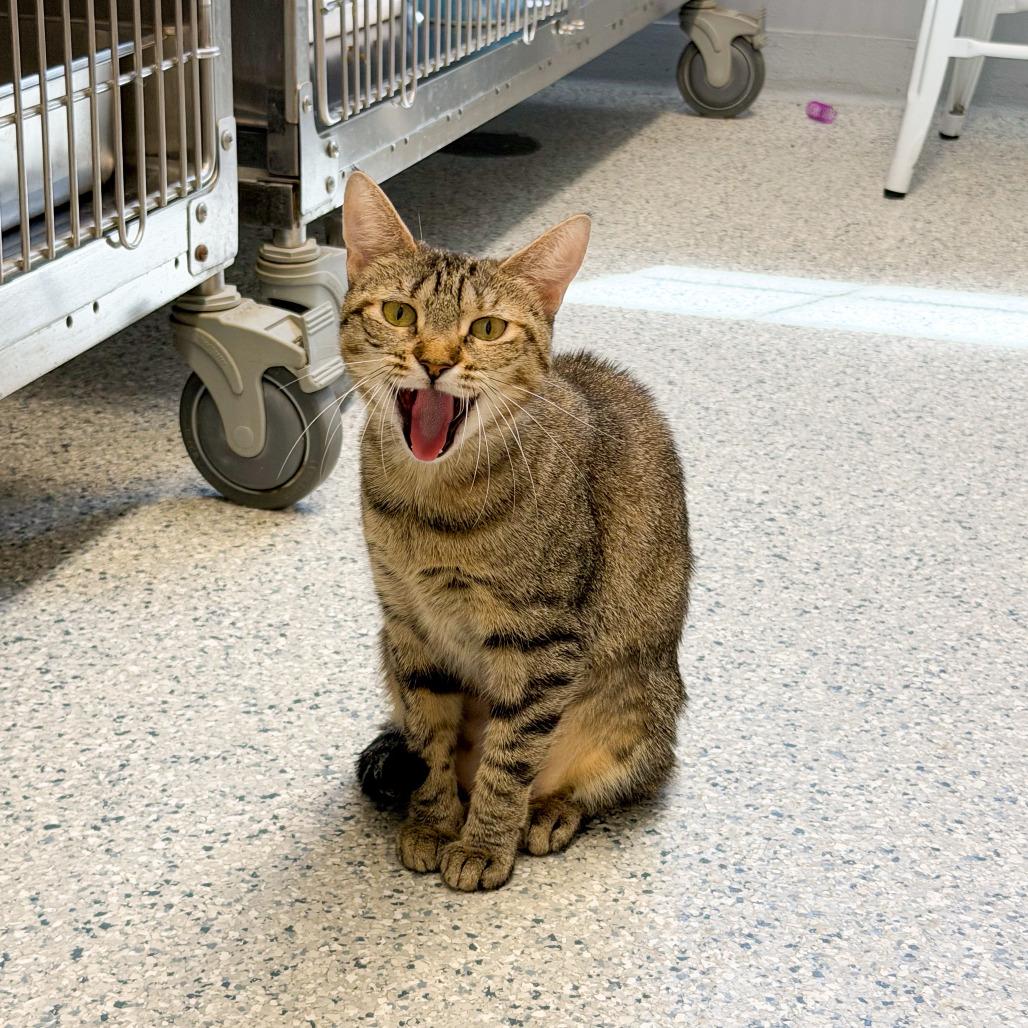 Enlarge Calliope, a Adoptable Domestic Short Hair in Scituate, MA image 3/5