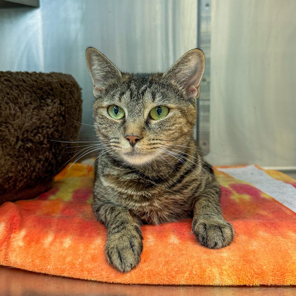 Enlarge Calliope, a Adoptable Domestic Short Hair in Scituate, MA image 4/5