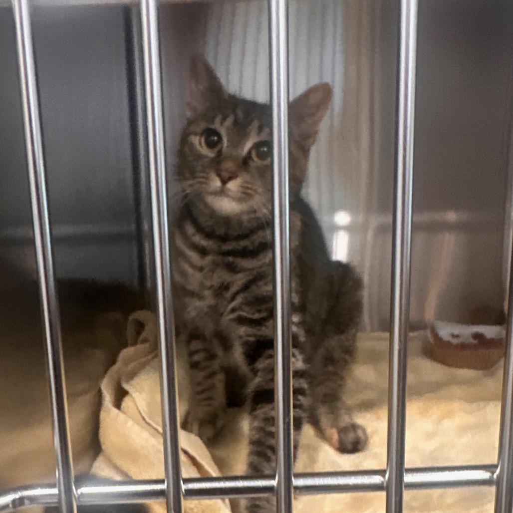 Enlarge Calliope, a Adoptable Domestic Short Hair in Scituate, MA image 5/5