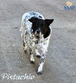 Pistachio, Adoptable, Senior Male Chihuahua & Australian Shepherd.
