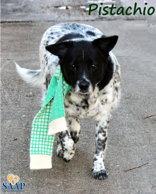 Enlarge Pistachio, a Adoptable mixed breed in Newport, KY image 3/3
