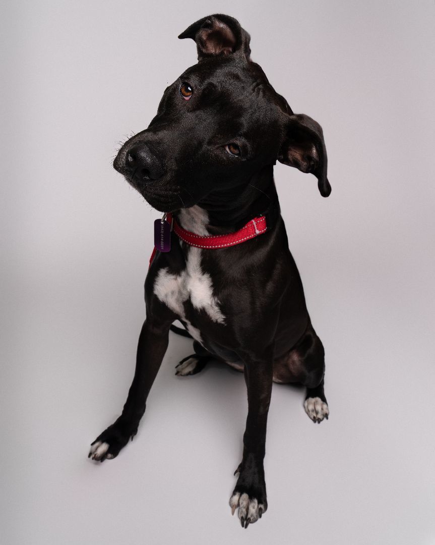 Enlarge Maddie, a Adopted Black Labrador Retriever in Wilmington, NC image 1/1