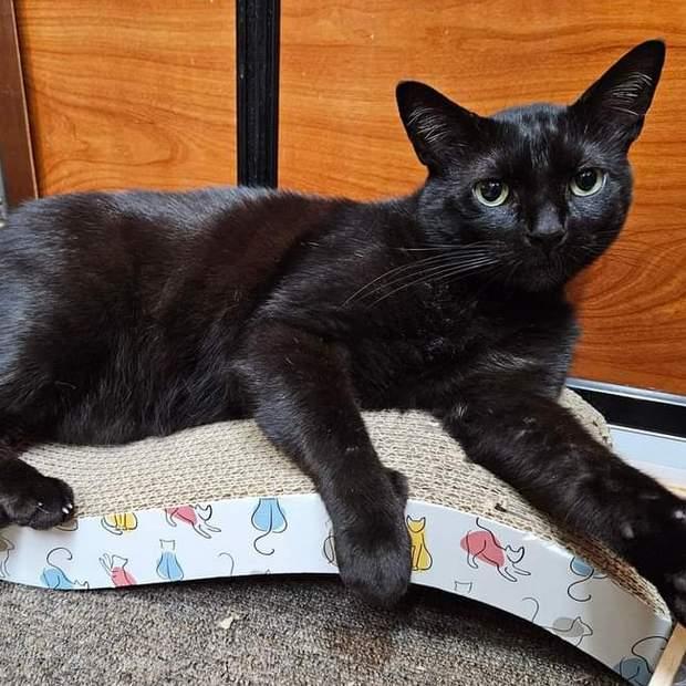 Mr Blackstar, Adoptable, Adult Male Domestic Short Hair.