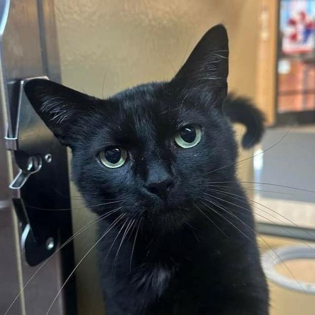 Mr Blackstar, a Adoptable Domestic Short Hair in Fishkill, NY image 2/3