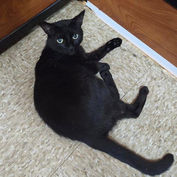 Mr Blackstar, a Adoptable Domestic Short Hair in Fishkill, NY image 3/3