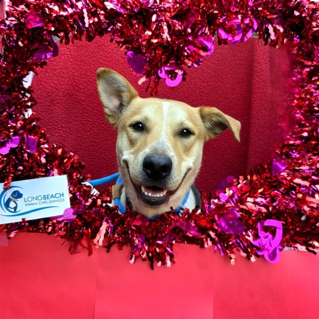 Enlarge RANGER, a Adoptable mixed breed in Long Beach, CA image 1/1