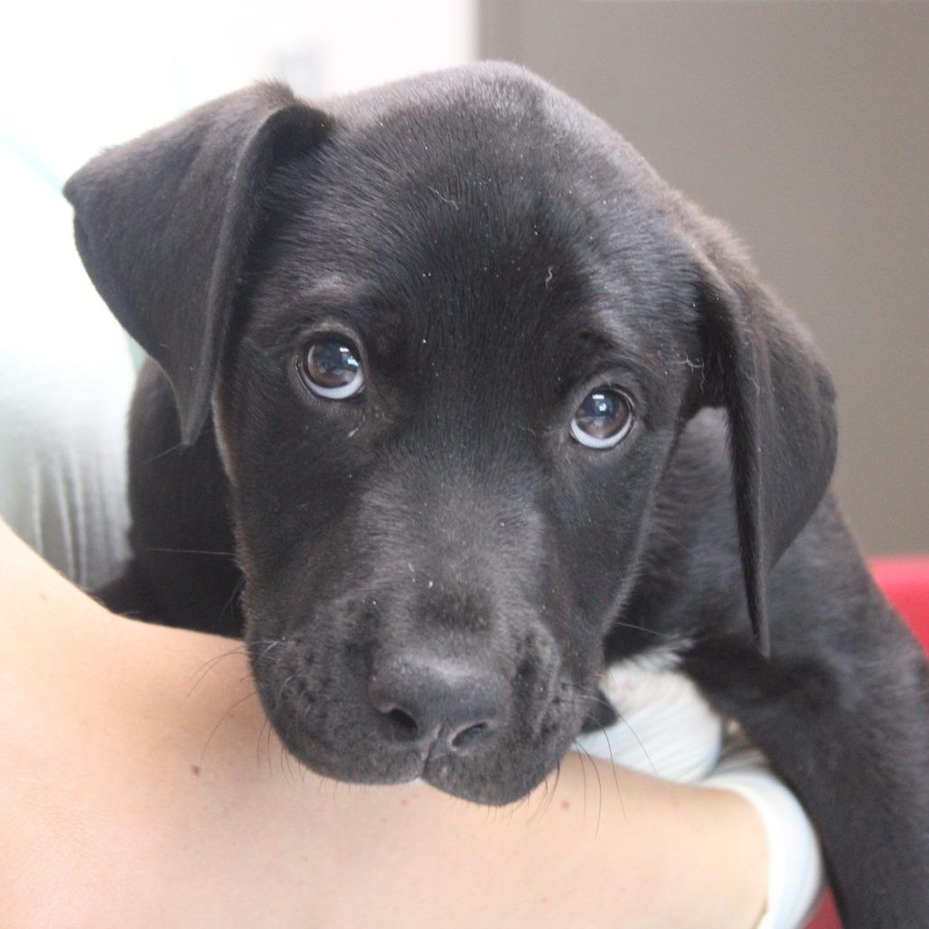 Sidetable Drawer, Adoptable, Puppy Male Retriever & Shepherd.