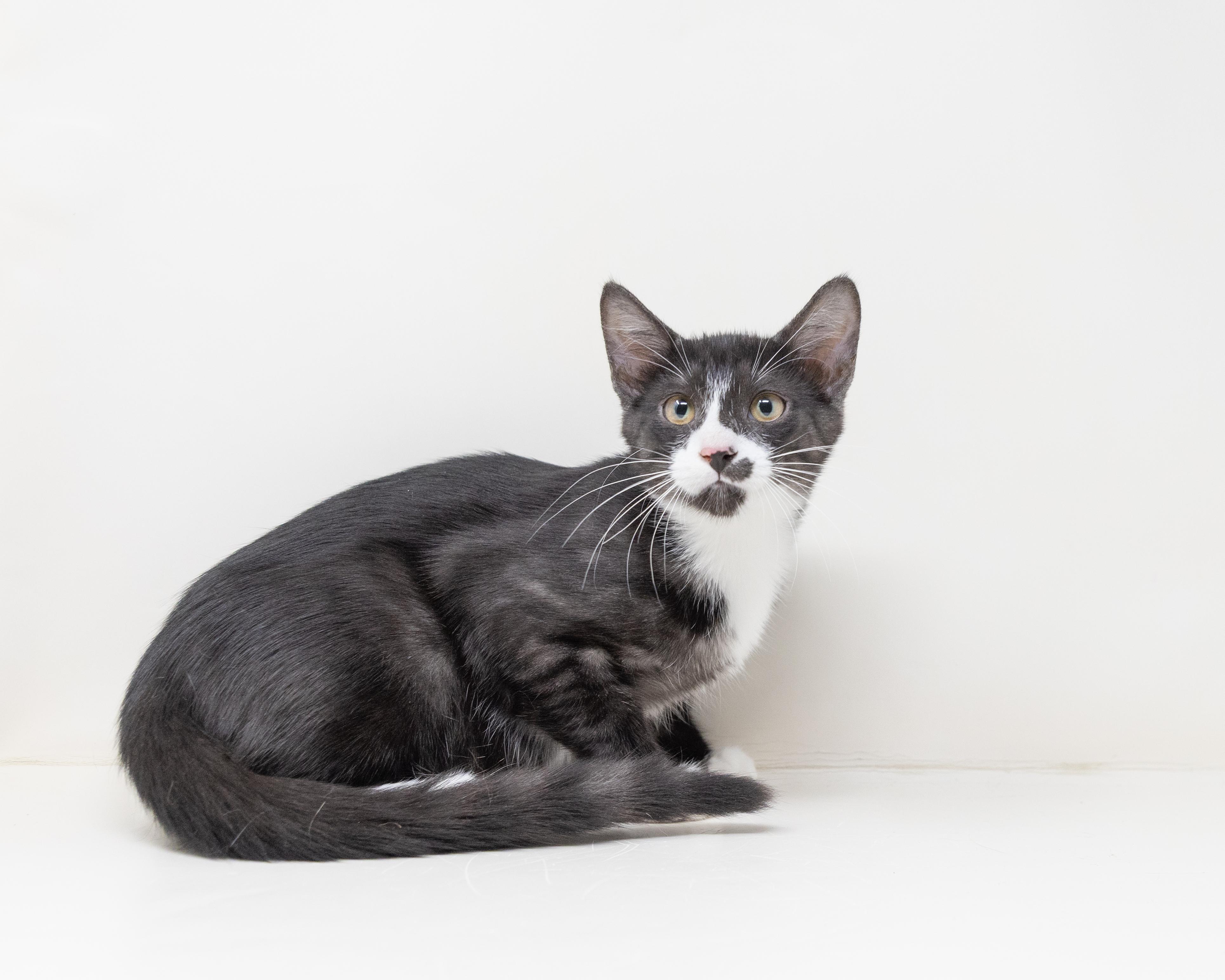 Zorro (Dog Friendly), a ADOPTABLE mixed breed in North Richland Hills, TX image 5/6