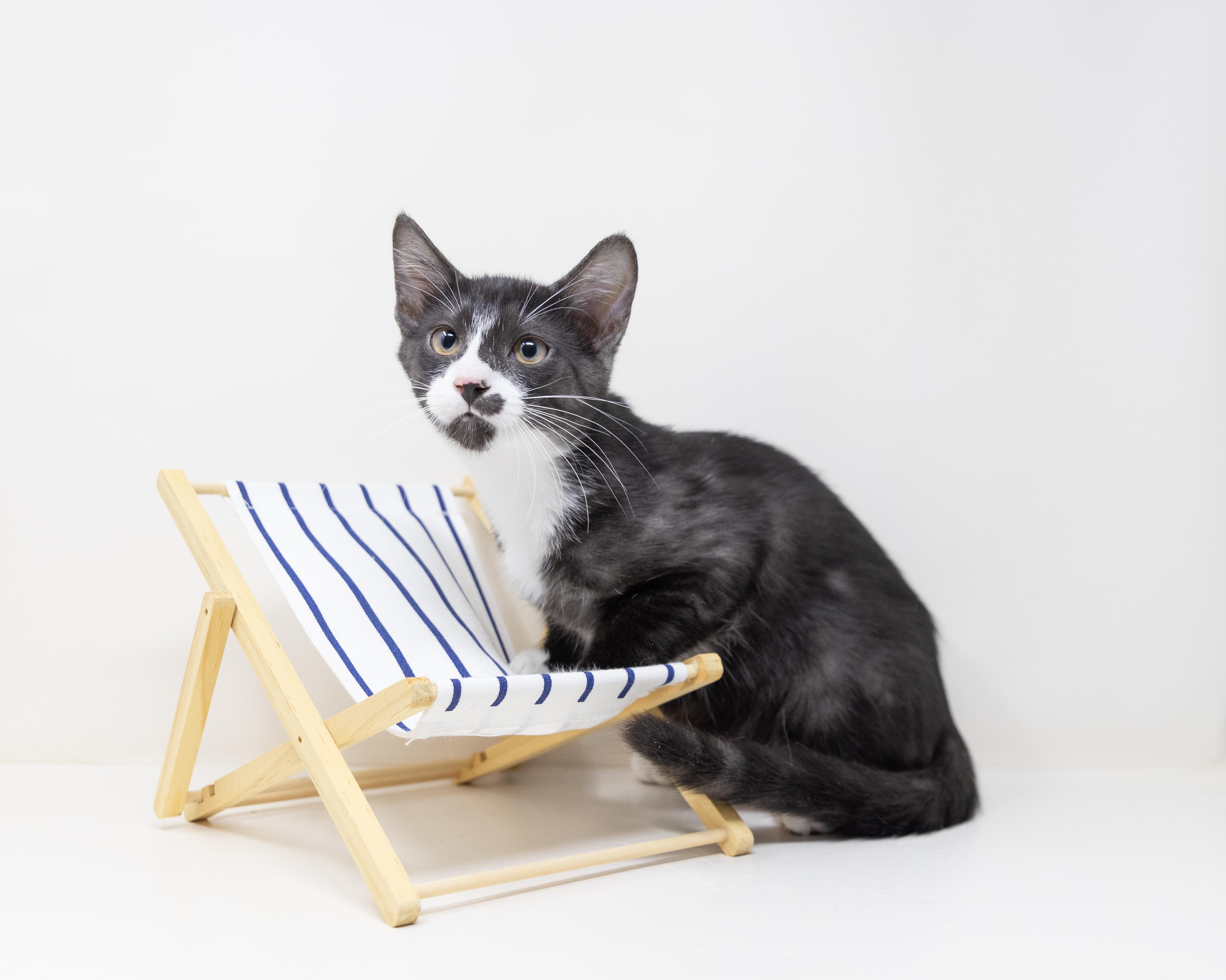Zorro (Dog Friendly), a ADOPTABLE mixed breed in North Richland Hills, TX image 6/6