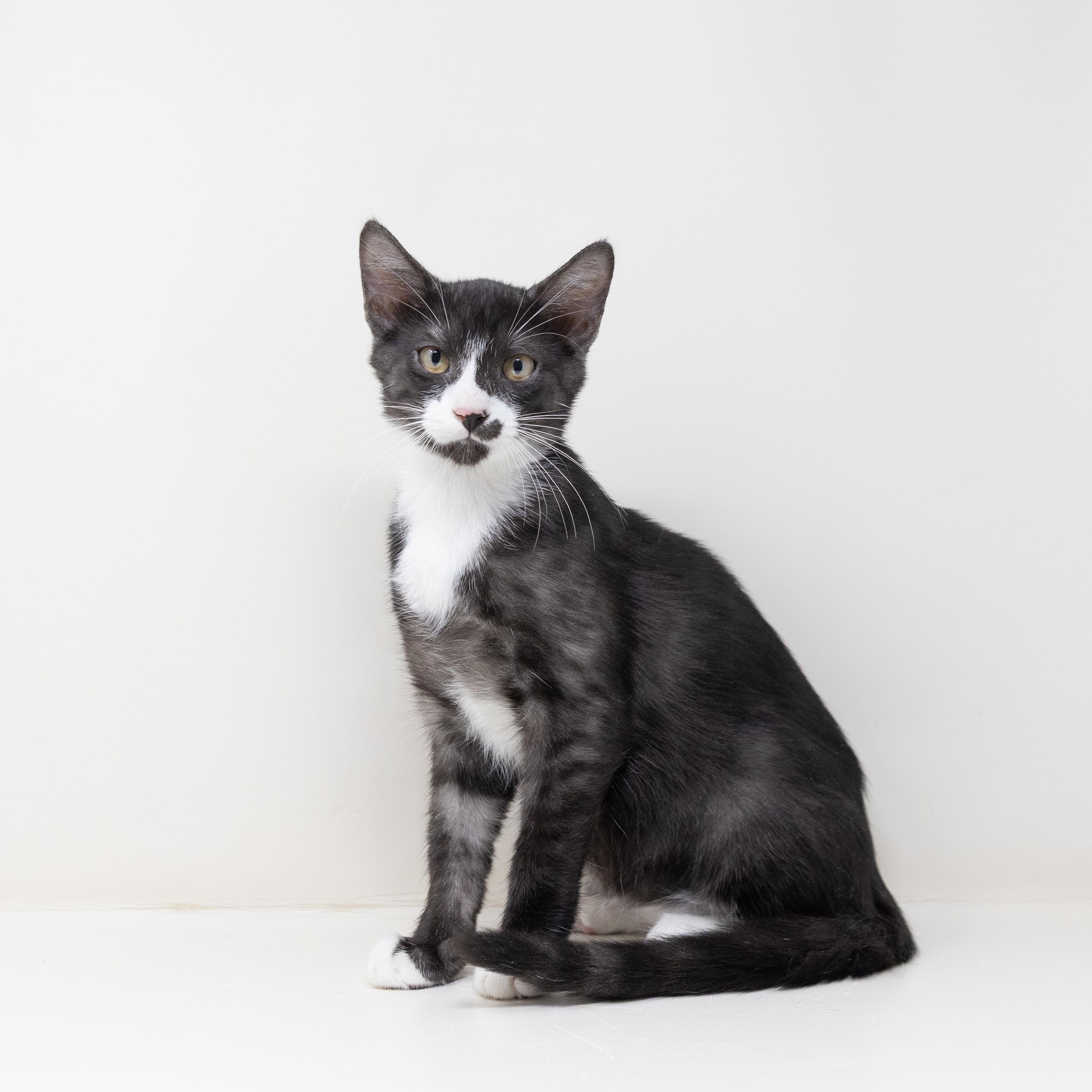 Zorro (Dog Friendly), ADOPTABLE, Kitten Male Tuxedo & Tabby.