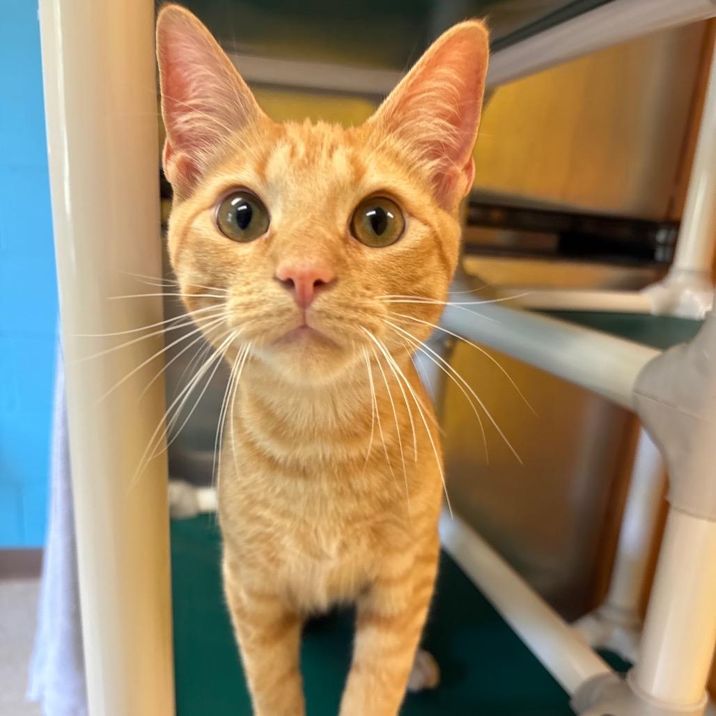 Macaroni, Adoptable, Young Male Domestic Short Hair.