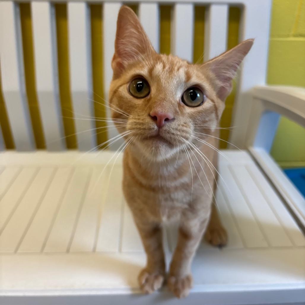Macaroni, a Adoptable Domestic Short Hair in Roxboro, NC image 2/5