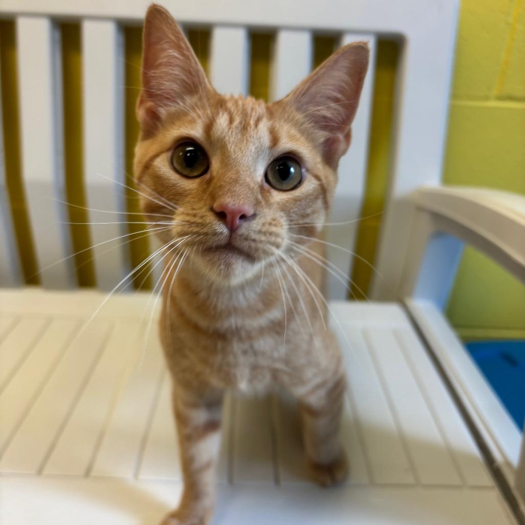 Macaroni, a Adoptable Domestic Short Hair in Roxboro, NC image 3/5